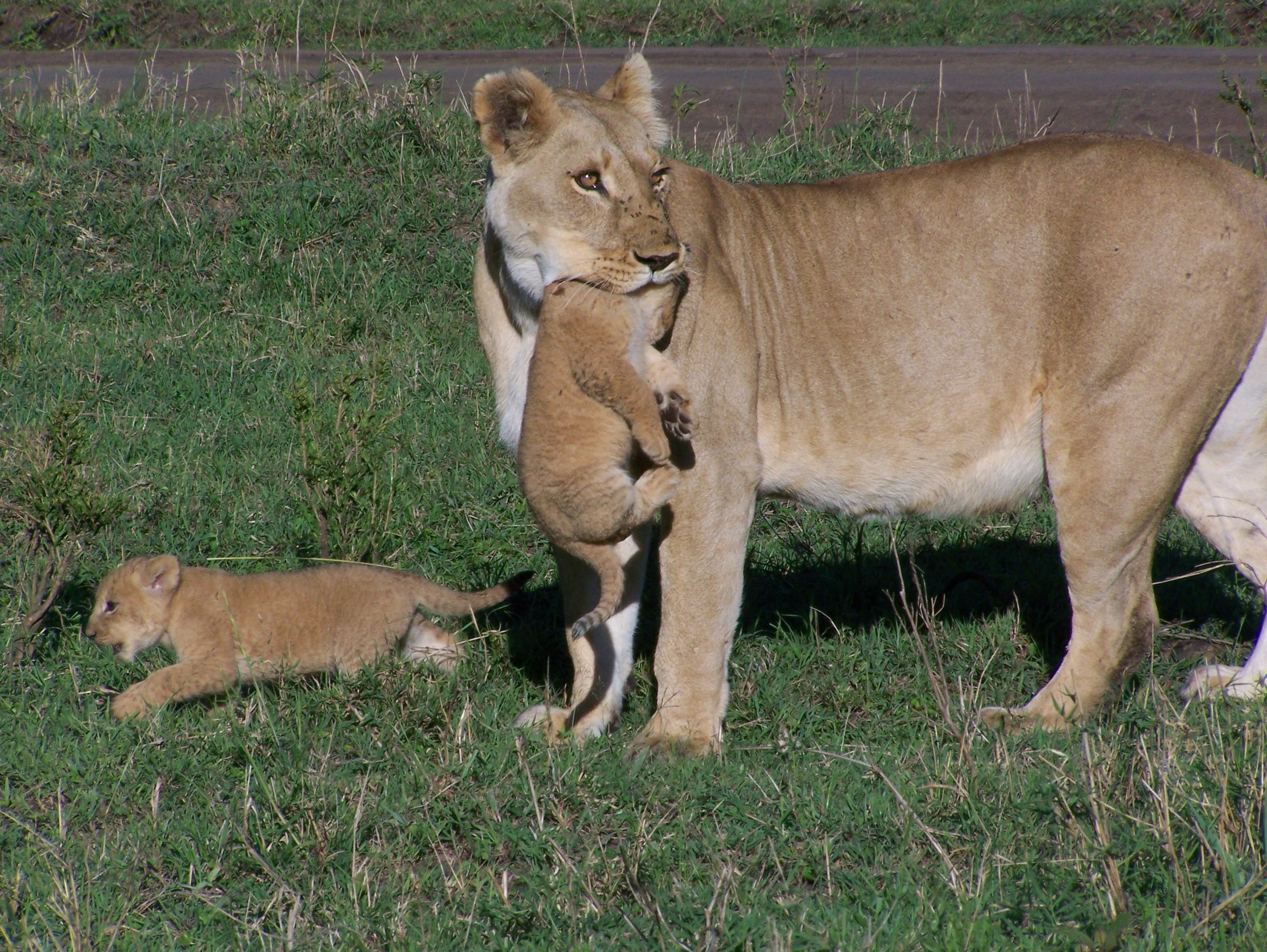 765 Lioness with small cubs just outside Governors