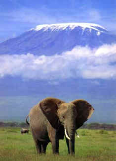 Amboseli Elephant