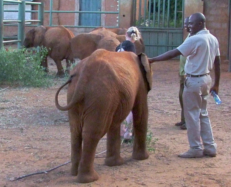 Patrick and David Sheldrake elephants