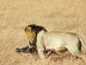 Lion dragging head of wildebeest (Olare, Masai Mara, June 2008)