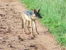 Jackal (Tsavo East, Dec 2006)