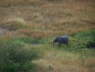 Elephant heading for the cover of the trees