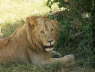 Lion (Olare, Masai Mara, June 2008)