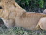 Lion (Olare, Masai Mara, June 2008)