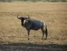 Wildebeest (Amboseli , June 2008)