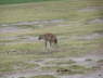 Hyena (Amboseli , June 2008)