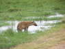 Hyena (Amboseli , June 2008)