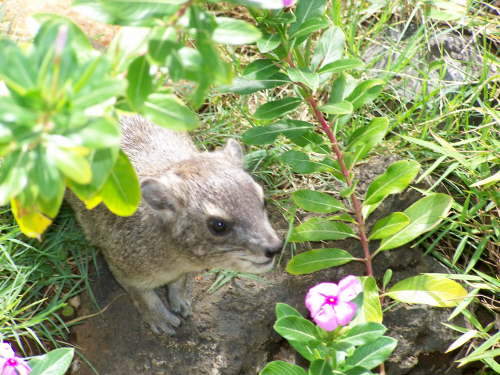 Rock hyrax