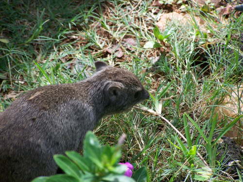 Rock hyrax