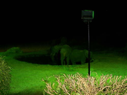 elephant at the water hole