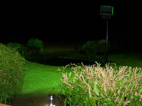 elephant at the water hole