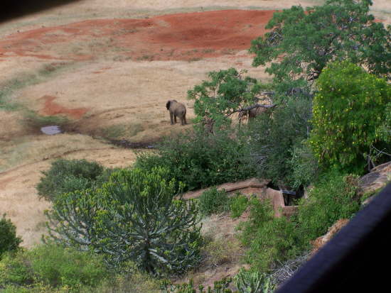 View of elephants at the water hole from the restaurant