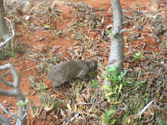 Rock hyrax