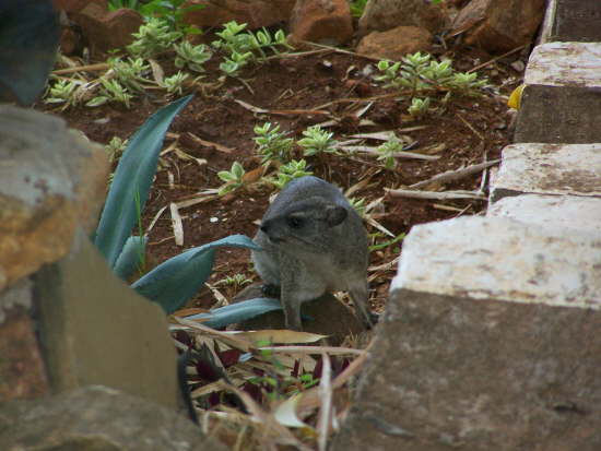 Rock hyrax - related to the elephant family!
