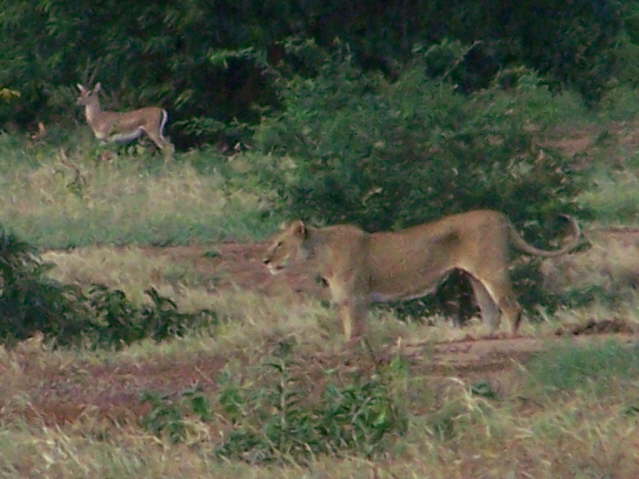 Afternoon game drive