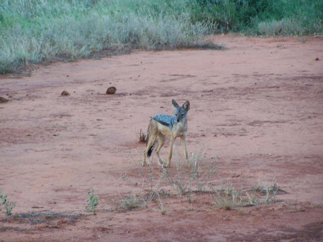 Afternoon game drive