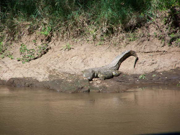 Crocodile