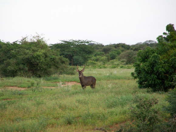 Manyatta Luxury Camp