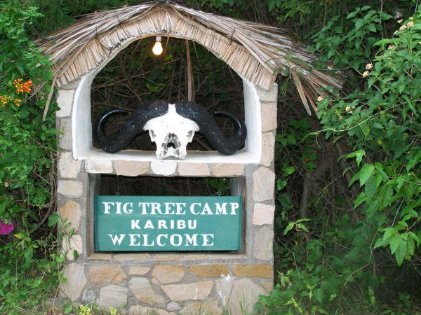 Fig Tree Camp