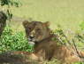 Kenya Dec 2009 869