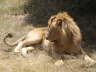 Lion (Olare, Masai Mara, June 2008)