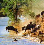 wildebeest