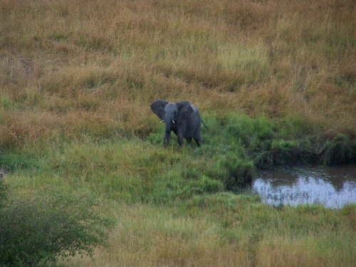 Elephant again - not happy