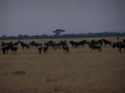 Cheetah (Olare, Masai Mara, June 2008)