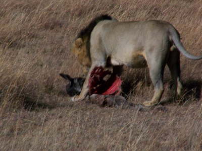 Lion with wildebeest head and rib cage (June 2008)