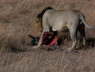 Lion with wildebeest head and rib cage (June 2008)