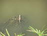 Baby crocodile in the river below