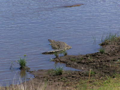 Crocodiles  (Masai Mara June 2008)