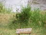 Grass just below the decked bar area