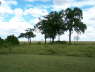 View from masai mara facing tents