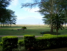 View of Kilimanjaro