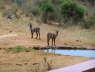 View of water hole from restaurant