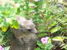 Rock hyrax