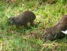 Rock hyrax