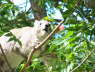 Rock hyrax