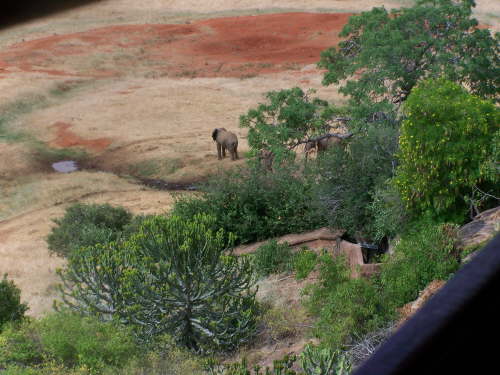 View of elephants at the water hole from the restaurant