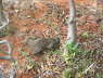 Rock hyrax