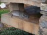 Rock hyrax