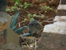 Rock hyrax - related to the elephant family!