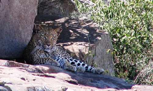 leopard-habitat